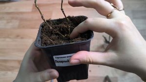 Как сохранить саженцы гортензии купленные зимой. Что делать с черенками гортензии после обрезки