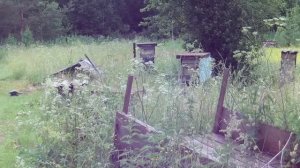 Медведь  пришёл за мёдом.