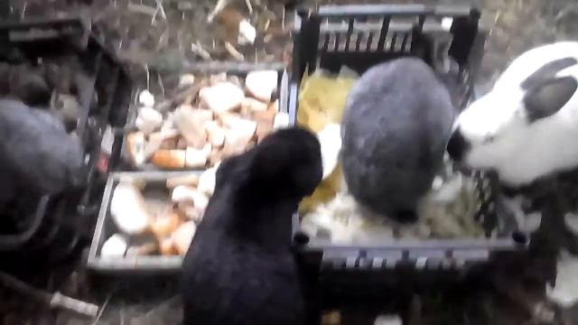 Хороший аппетит у кроликов! Зима. смотреть онлайн