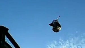 Полет голубей