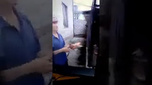 голуби