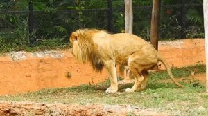 Lion pooping in Mysore zoo | male lion | Animal poop | Animal Life | Wild Karnataka