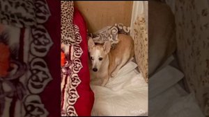 Посвящается моей умершей собаке