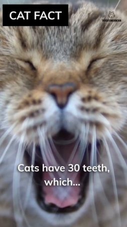 Bite Me: The Importance Of Teeth for Cats in The Wild 😼😼 #shorts #cat #catlover #cats #viral