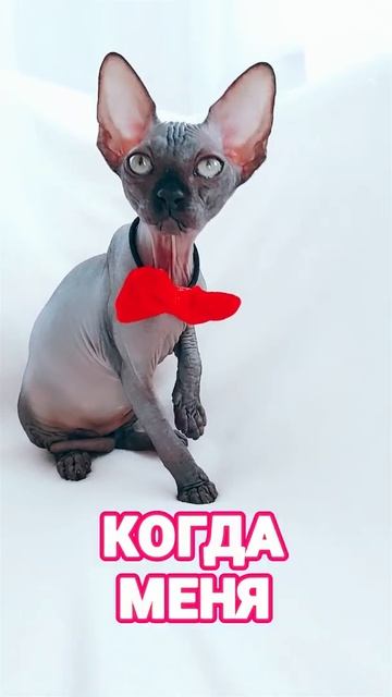 Кошка Сфинкс любит тепло #shorts