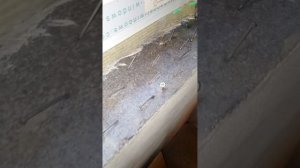 🛑 Заливаем подоконник на нужную высоту ( #строительстводома #бетонныеработы #отделка )