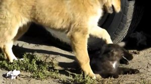 собака издевается над кошкой