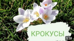 КРОКУСЫ 🤗