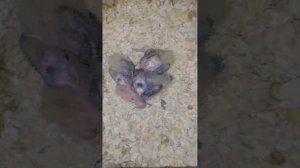 Как растут птенцы кореллы по неделям до месяца .