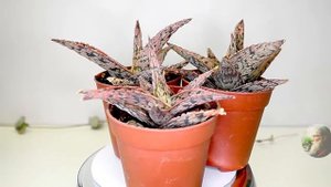Aloe 'Pink Blush'