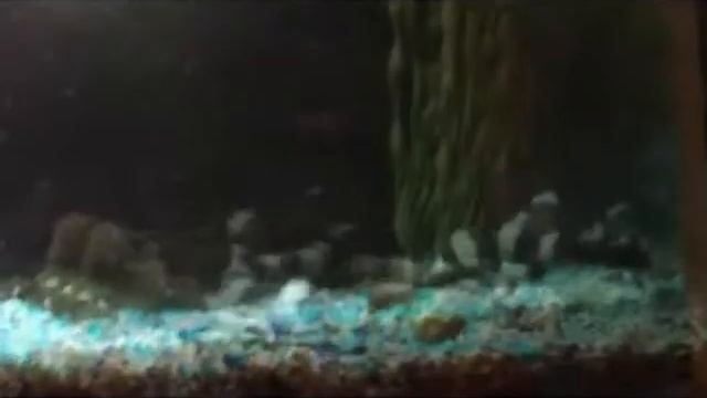 Mercedes Cat Shark_0001.wmv смотреть онлайн