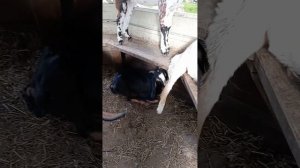 Продажа коз и козлят. Республика Алтай. Иогач.