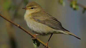 Песня пеночки-веснички (Phylloscopus trochilus)