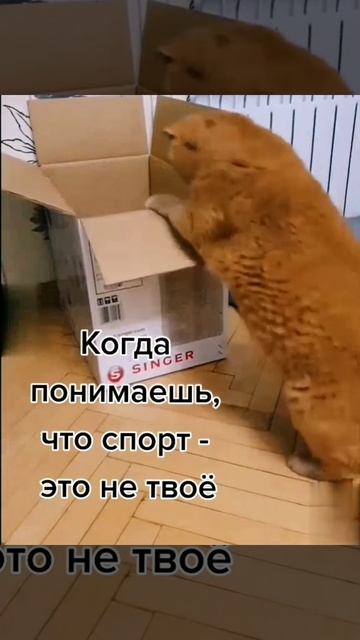 Приколы с животными 2021 смешно до слез🤣🐈