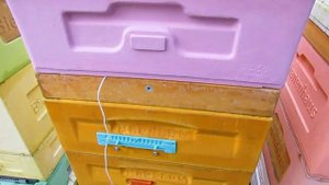 улей ППУ Медведь в ноябре  - закрываю все летки, открываю сетчатое дно, зимовка началась