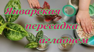 Январская пересадка аглаонем.