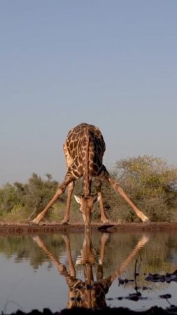 Time for a drink…the most precarious drinking position in Africa!