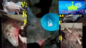 Узбекчасига куй суйиш Россиянинг Тюмень шахрида.
