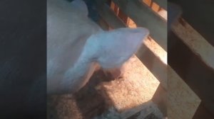 русская белая