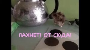 Путешествие хомяка Фредди. Серия 1