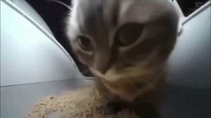 чипи чипи чапа чапа и ковбой наггетс