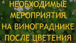 Необходимая подкормка винограда сразу после цветения, а так же обработка и нормировка урожаем.