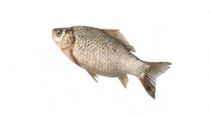 🐠РыБа КрУтИтСя ПоД мУзЫкУ🐠   [БЫСТРО🐟КРУТИТСЯ]