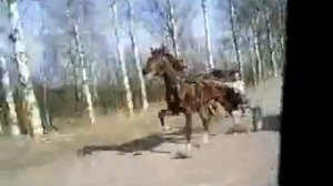 ЦЫГАНСКИЕ КОНИ