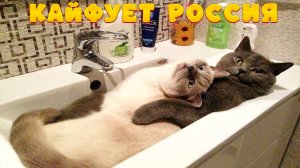 😺 Чей оболтус 🐈 Видео смешных котов и котят для хорошего настроения! 😻Приколы с котами 2025