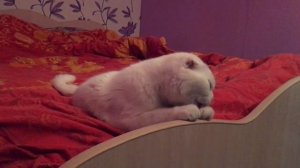 Очень послушный котик
