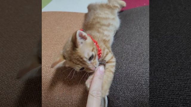 놀아요.ㅎㅎ#cat #catlover #고양이브이로그 #catvideo #แมวเกาหลี #한국 #한국고양이 #แมวน่ารัก #แมว смотреть онлайн