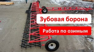 Работа зубовой бороны по озимым