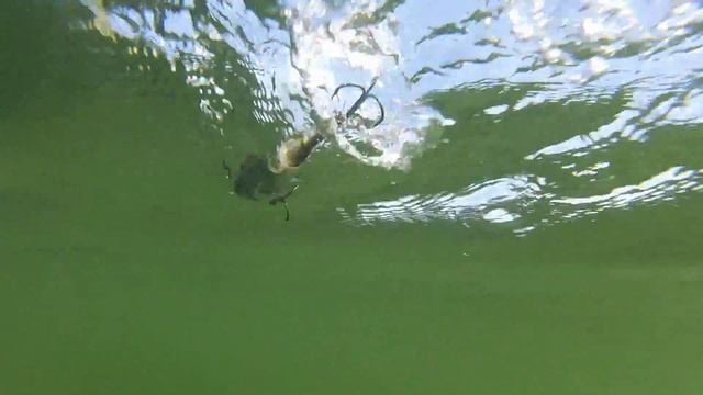 Berkley CHOPPO  Lure Review Underwater Footage