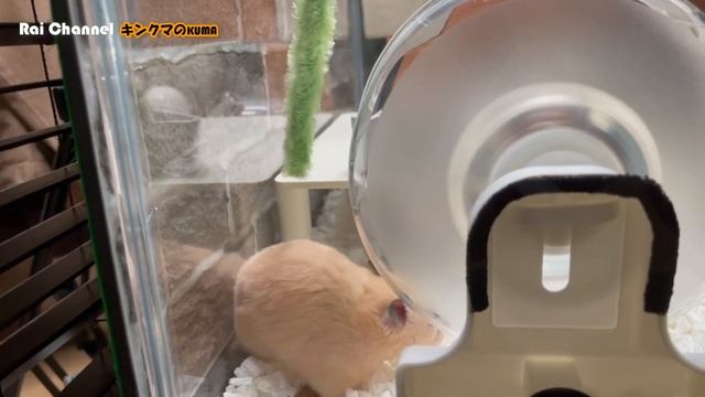 ハムスターに猫じゃらし【行動観察】キンクマハムスター検証