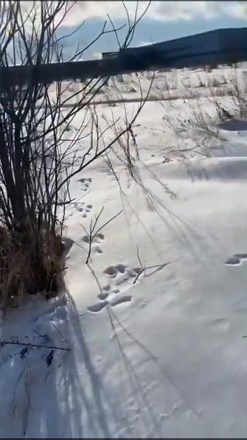 На прогулке с курцхааром нашли свежий заячий след.
