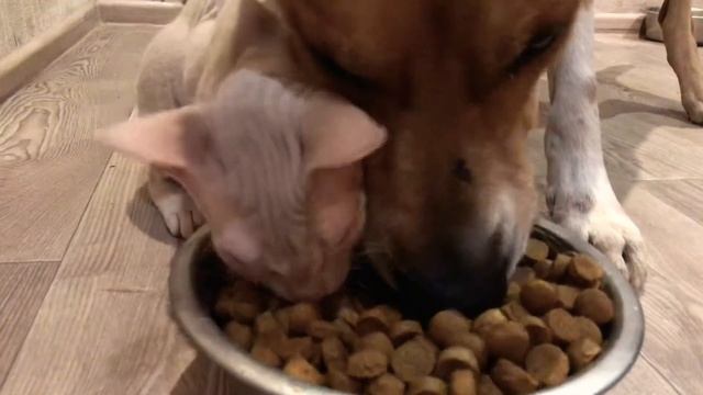 Дружба кота и Собаки смотреть онлайн