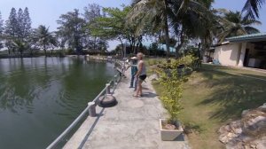 Arapaima, Hua hin fishing lodge - Hanne