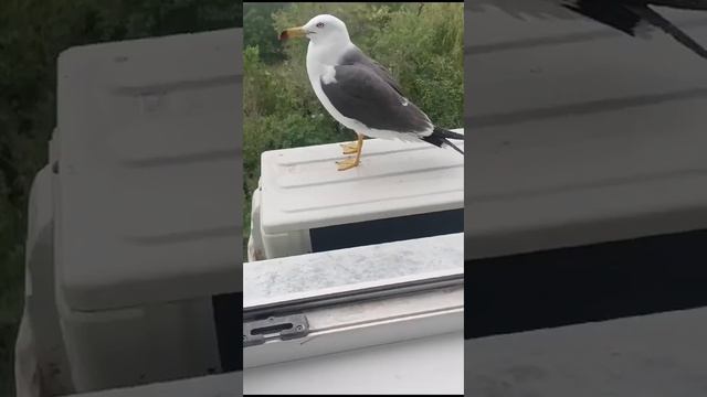 Рука стучит в окно. Стучат в окно никого нет. Видео стуки по окну. Стучат в окно никого нет. Открытая дверь.