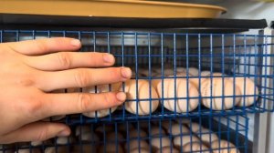 Сезон инкубации 2024 открыт! Купила новый инкубатор! Наша жизнь в деревне!