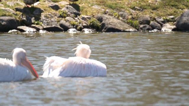 Pelican. Пеликан