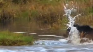 НАПАДЕНИЯ ЗВЕРЕЙ