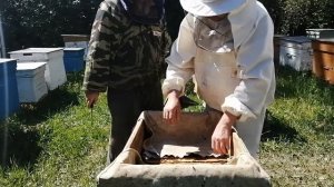 Работа на пасеке в июне