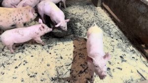 В ожидании отёлов и опоросов! Новости Молодой фермы! Заказала новый инкубатор!