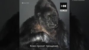 послание гориллы КОКО человечеству