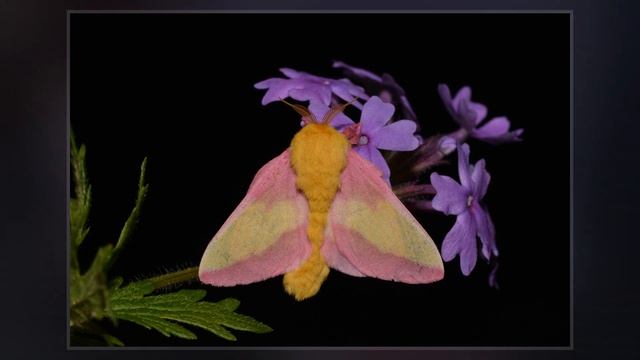 Dryocampa Rubicunda смотреть онлайн