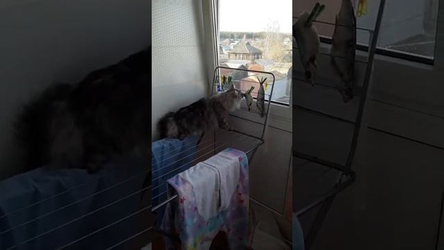 Лазит  по  вешалке  и  нюхает  солёную  сушоную  рыбу