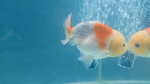 Ранчу ситцевый, самец.  ranchu calico. male .