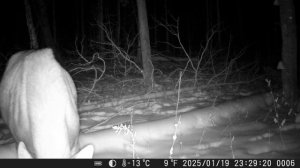 Тайга, дикий мир.Лоси и Кабаны.