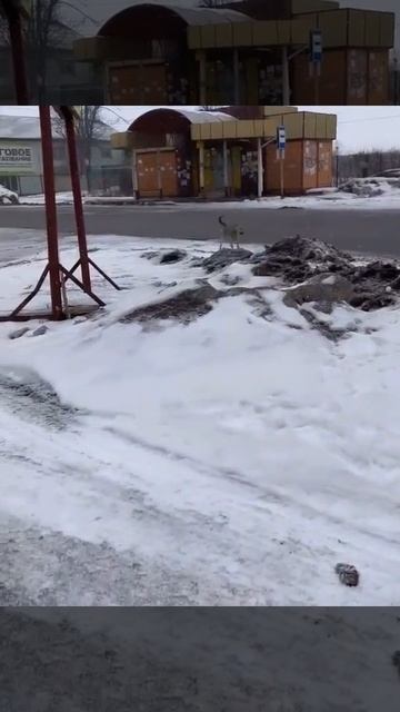 Крыса дерётся с собакой
