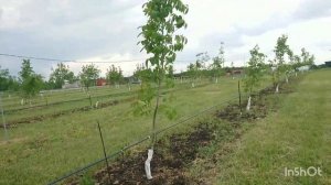 Промышленные сорта Ореха грецкого. Начало сезона 2024.
